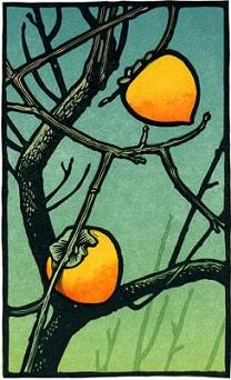 Winter Persimmons