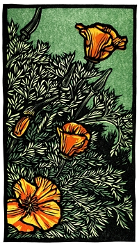 Poppies